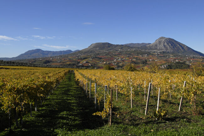 vigneto-sannio-consorzio